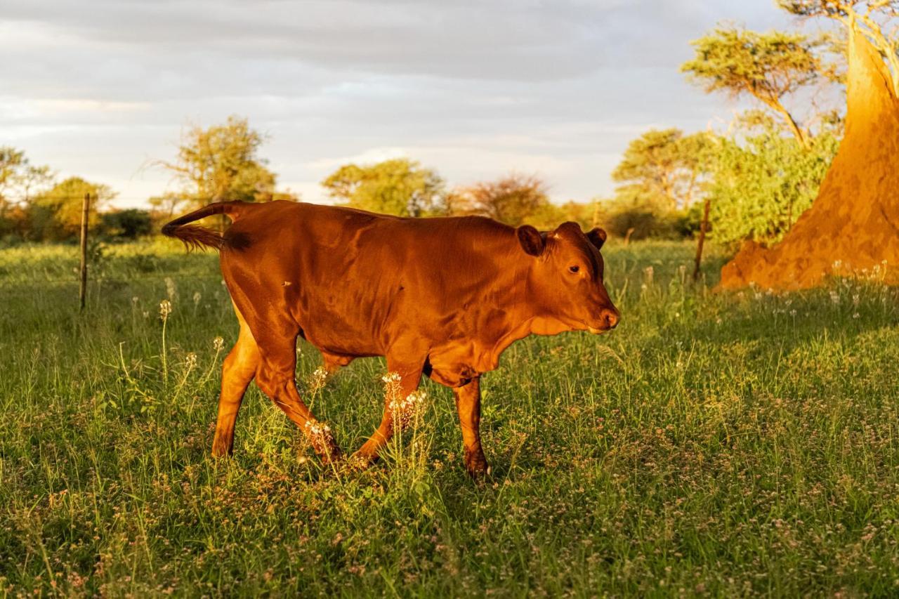 Farmstay Okakeua Okahandja Luaran gambar